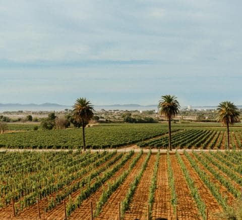 brand-page-banner_chateau_galoupet_m.jpg